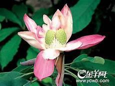 什么动物是雌雄同体吗