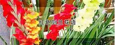 剑兰的故事